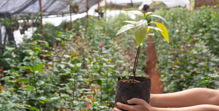 The Protecting your yard from outdoor pests